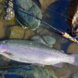 大型７本！ ～天竜川ルアーフライテンカラ専用区～